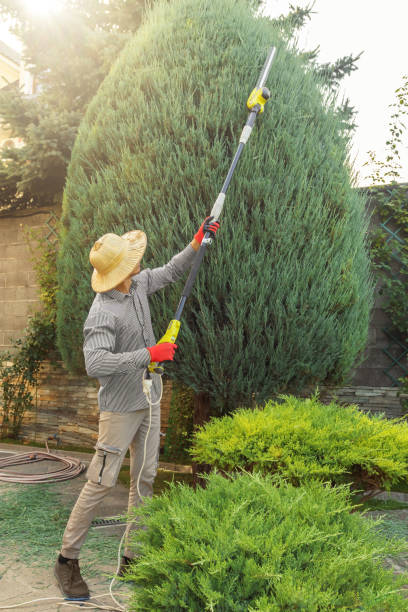 Best Tree Removal Cost  in Westmont, CA